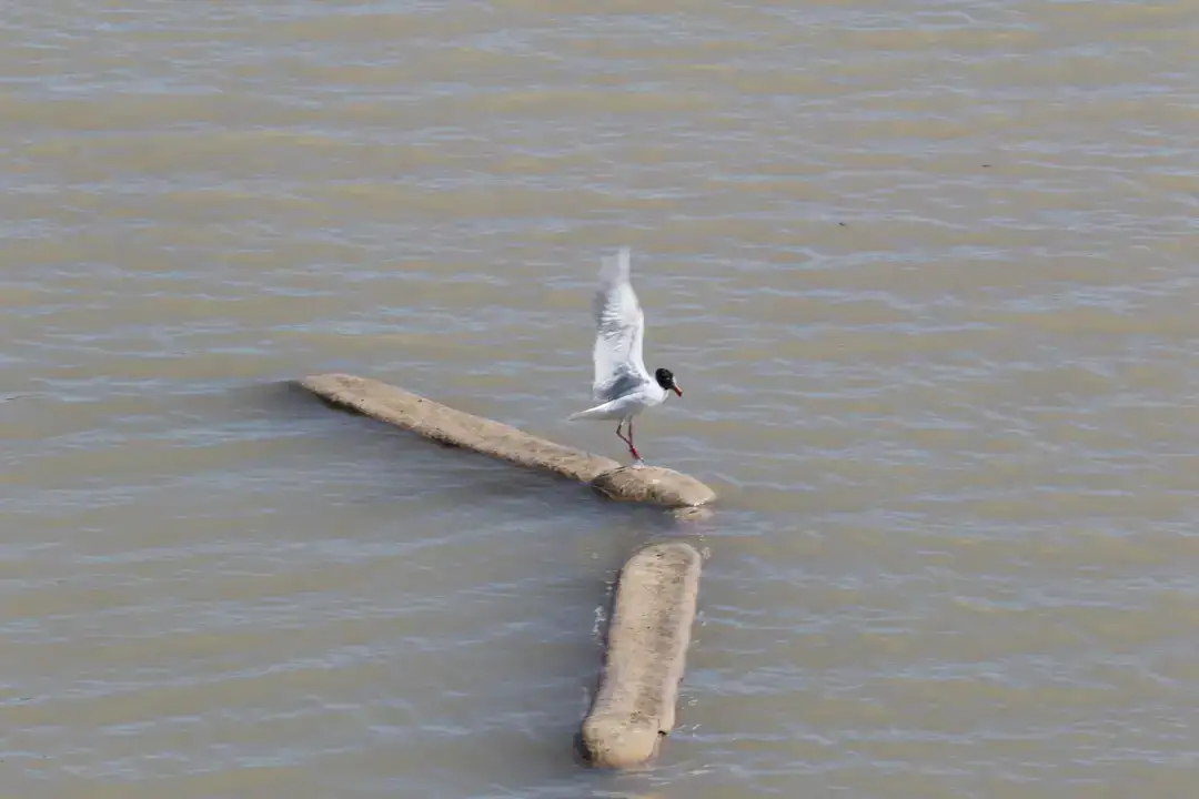 Boğaçayı'nda Misinaya Takılan Martıyı Ekipler Kurtardı 1